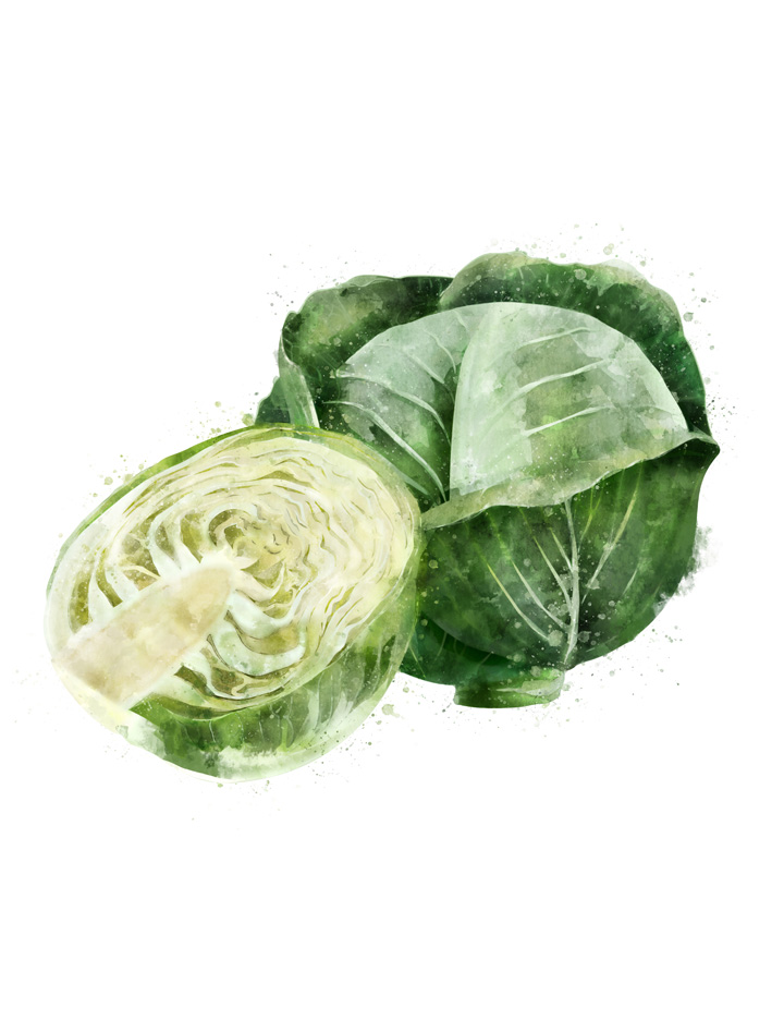 CABBAGE