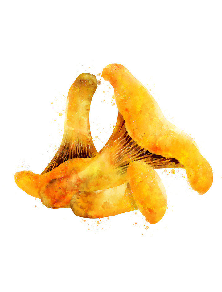 CHANTERELLES