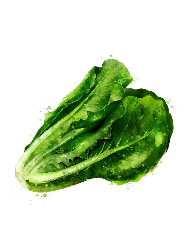 LETTUCE